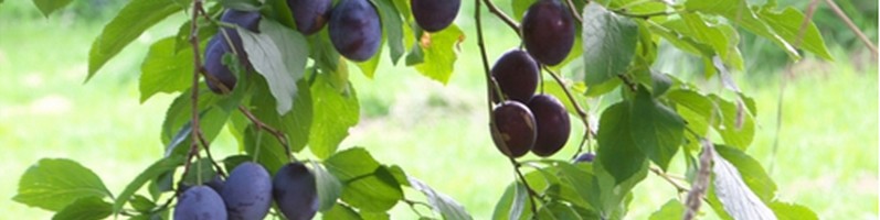 MAARO�I�[�K�j�b�N�v���[���u�����h�I�C�����T�C�g